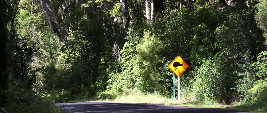 Kiwi Road Sign in New Zealand Bush